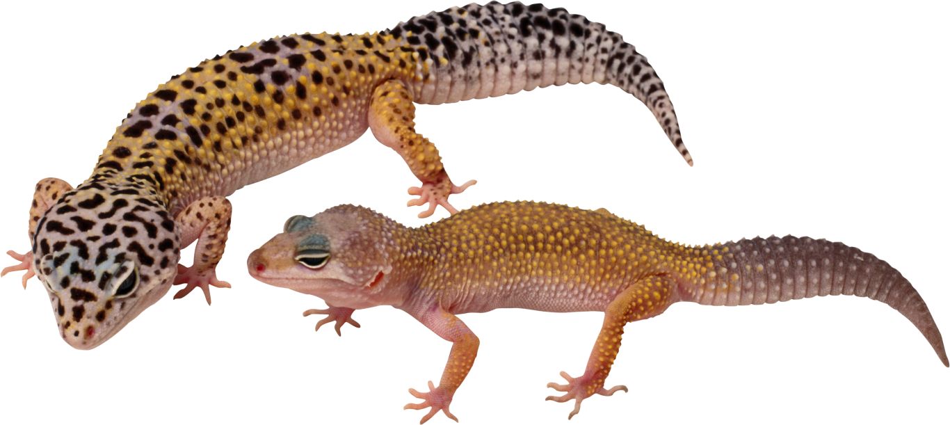 Gecko PNG    图片编号:105648