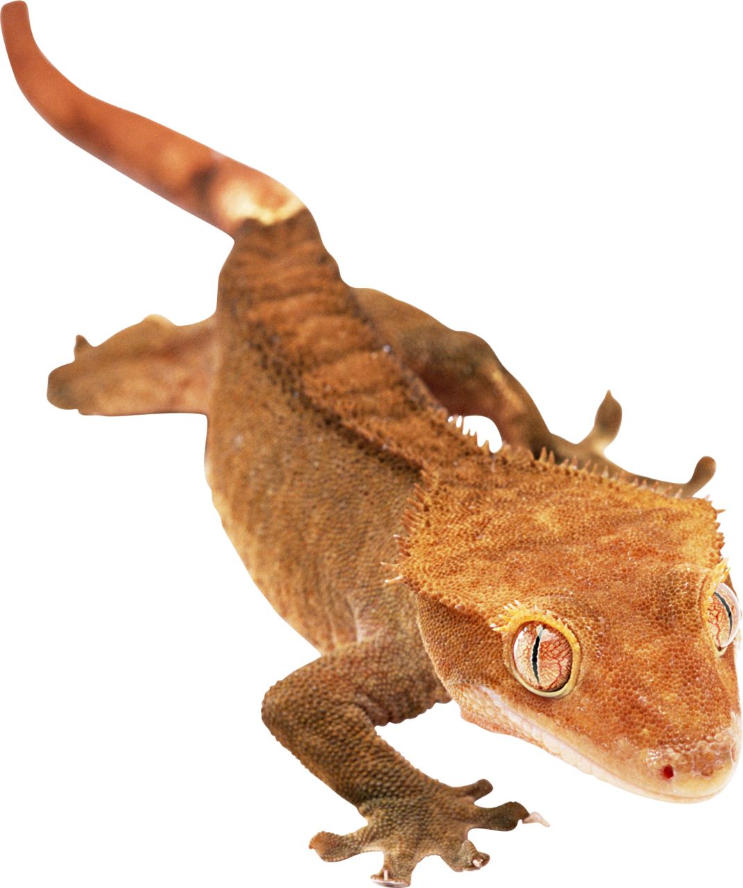 Gecko PNG    图片编号:105650