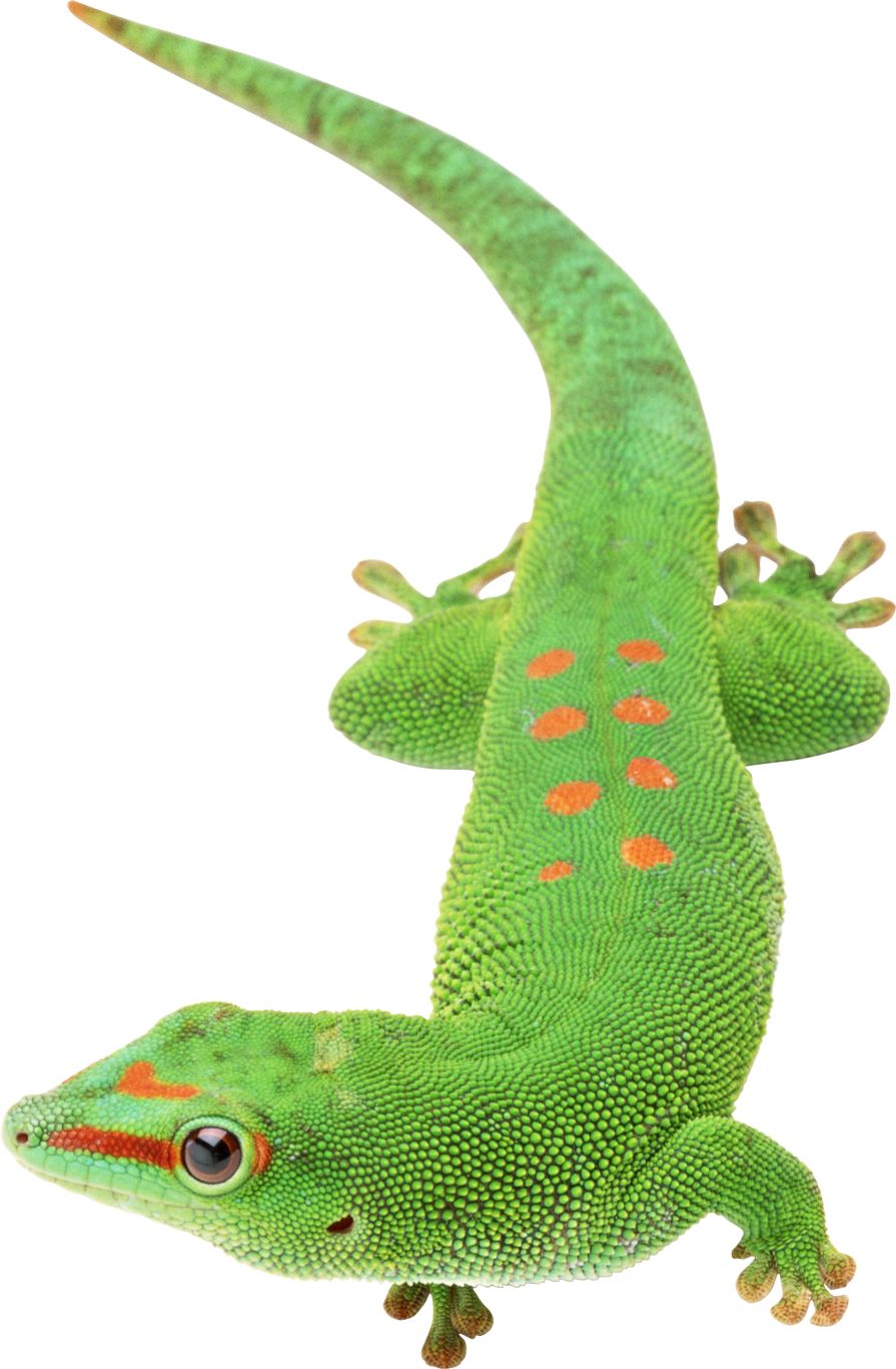 Gecko PNG    图片编号:105652