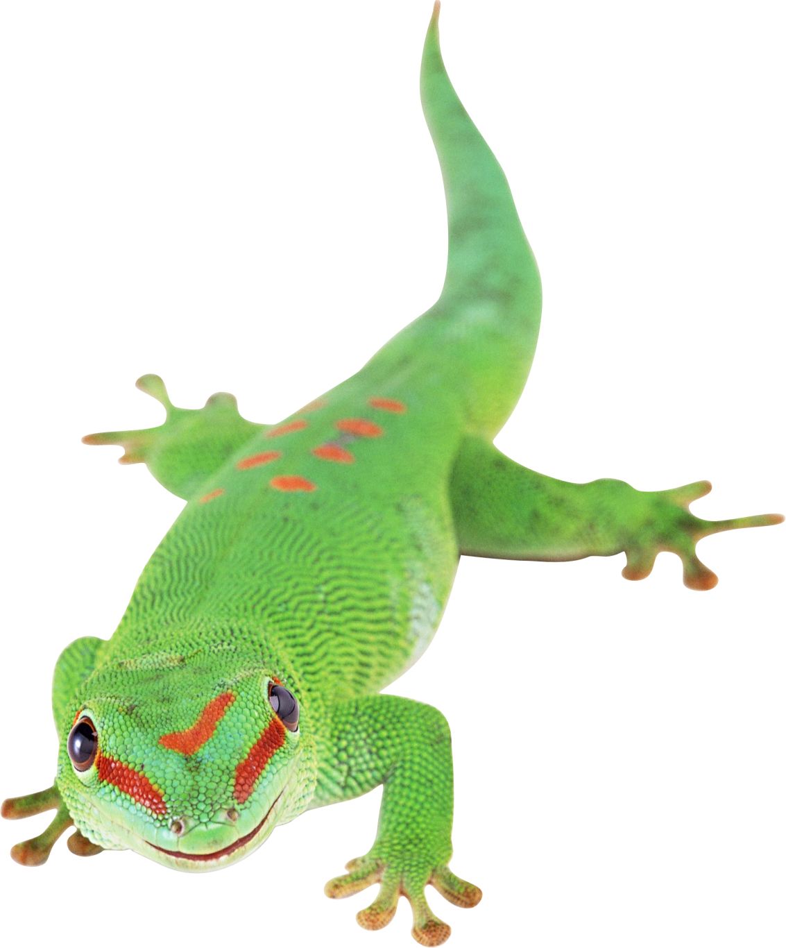 Gecko PNG    图片编号:105654