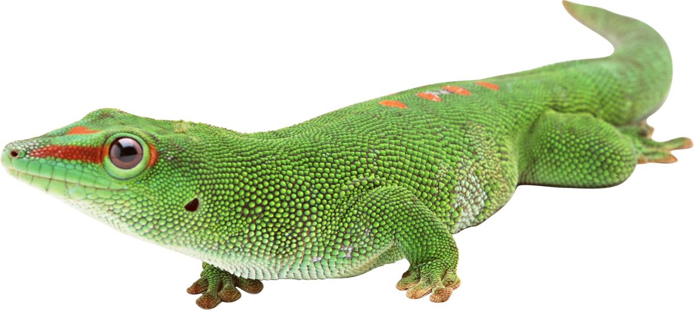 Gecko PNG    图片编号:105655