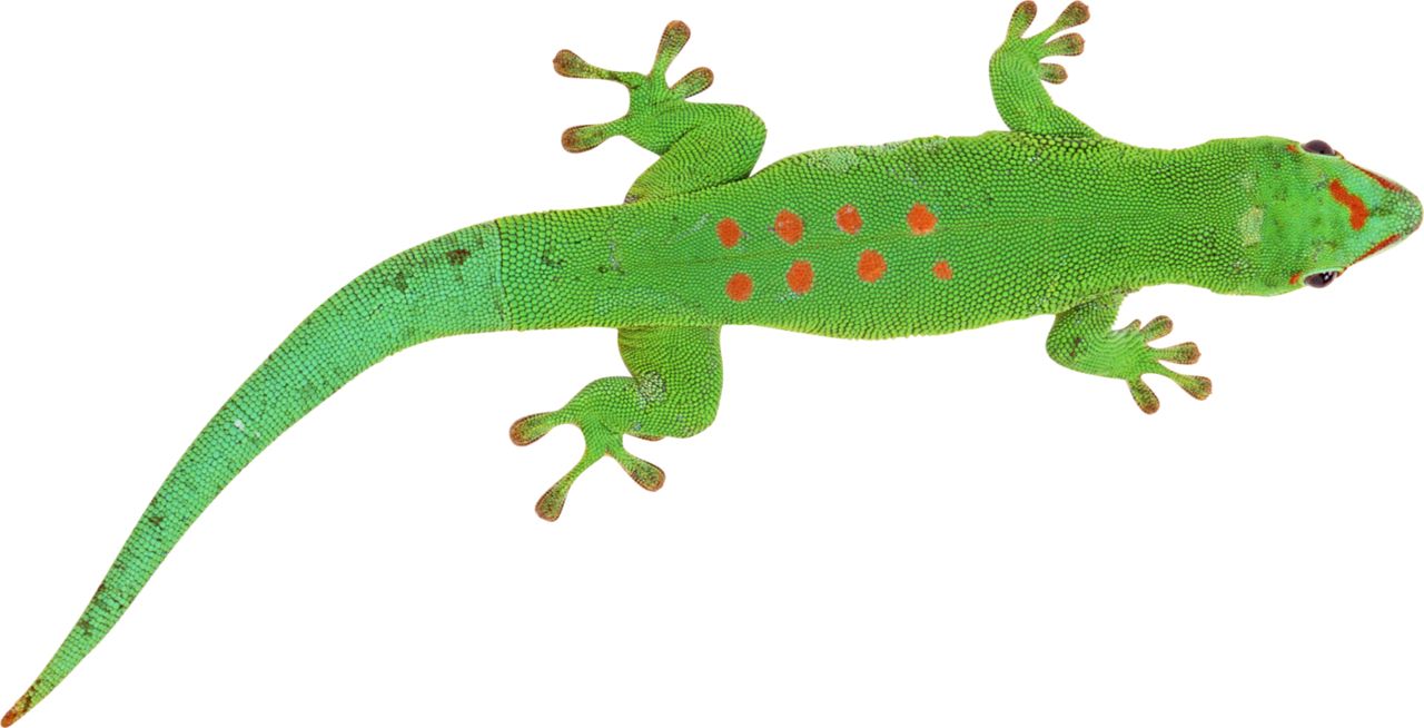 Gecko PNG    图片编号:105656