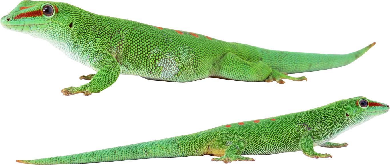 Gecko PNG    图片编号:105660