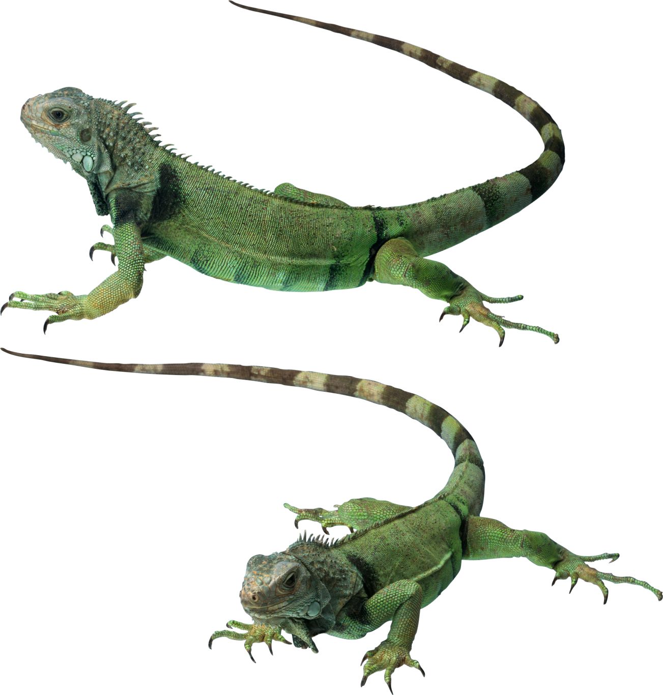 Gecko PNG    图片编号:105662