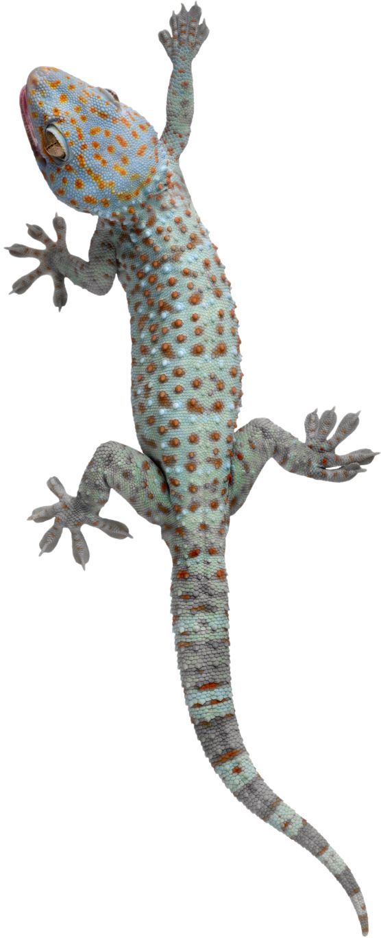 Gecko PNG    图片编号:105665