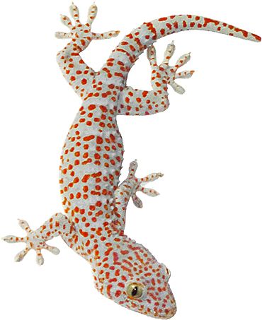 Gecko PNG    图片编号:105669