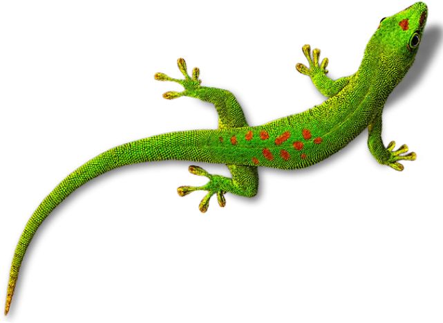 Gecko PNG    图片编号:105672