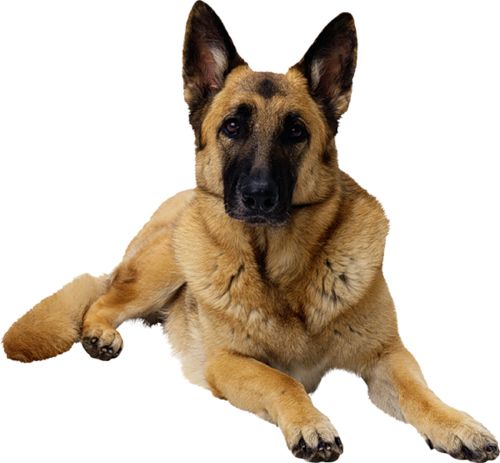 German Shepherd PNG    图片编号:72745