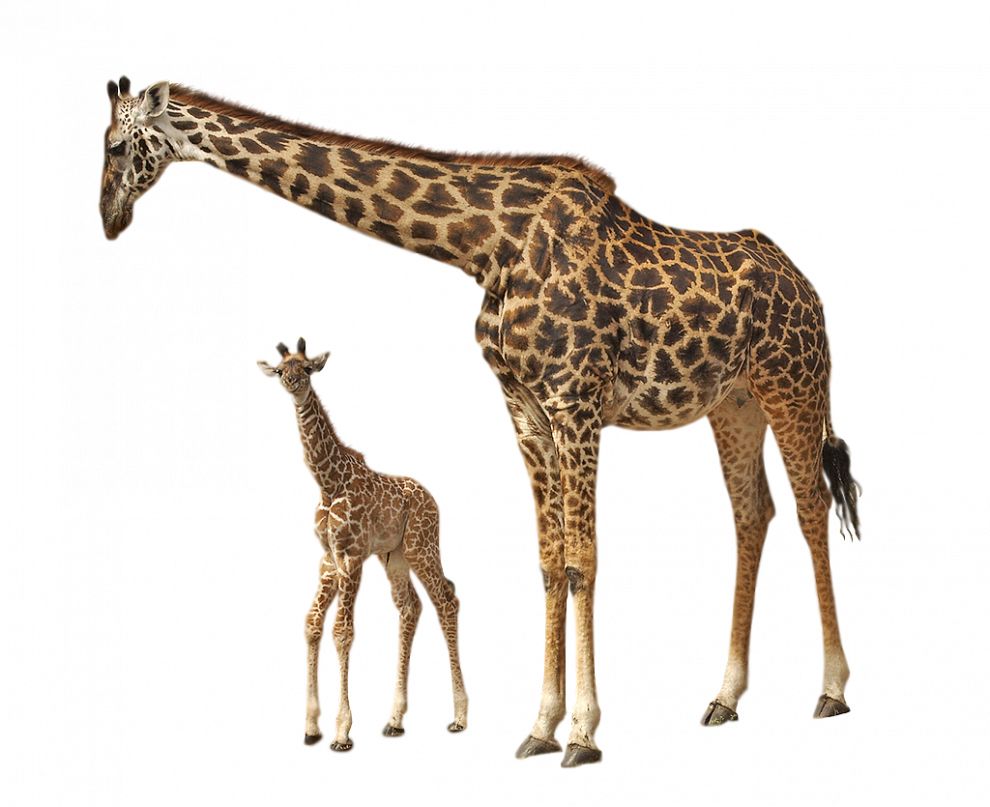 Giraffe PNG    图片编号:103916