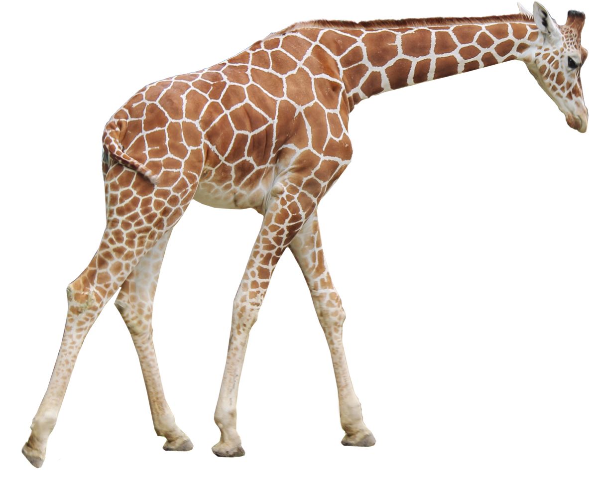 Giraffe PNG    图片编号:103917