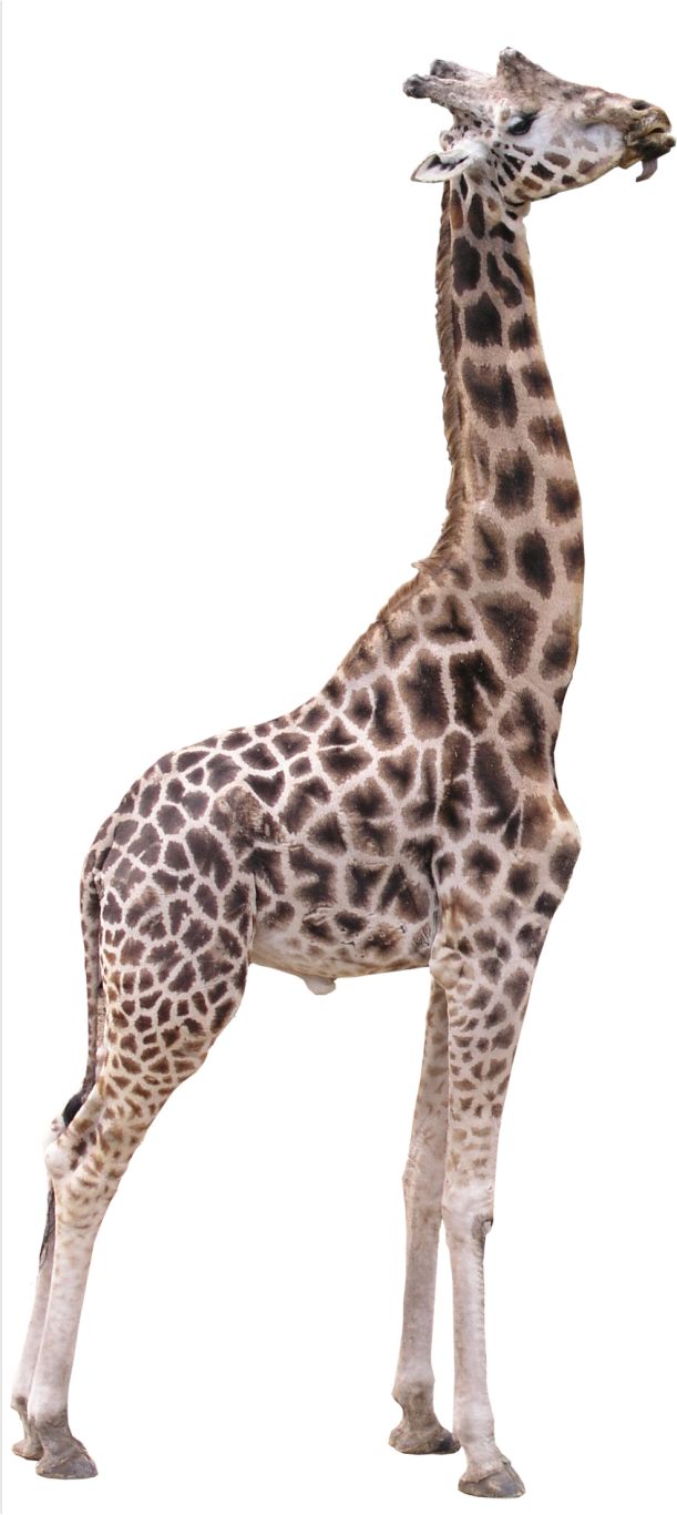 Giraffe PNG    图片编号:103919