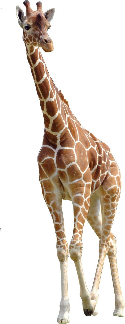 Giraffe PNG    图片编号:103920