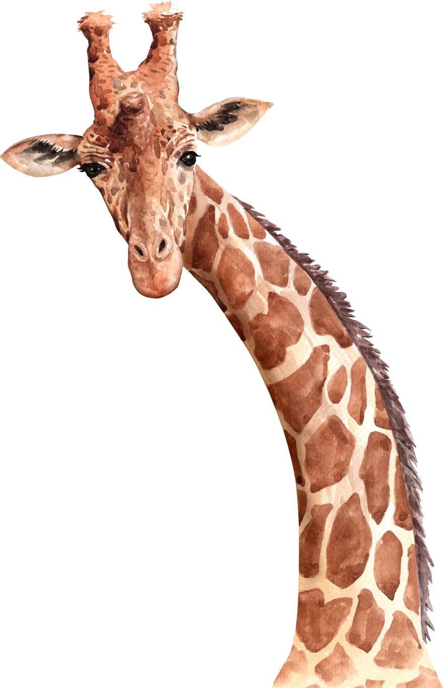 Giraffe PNG    图片编号:103925