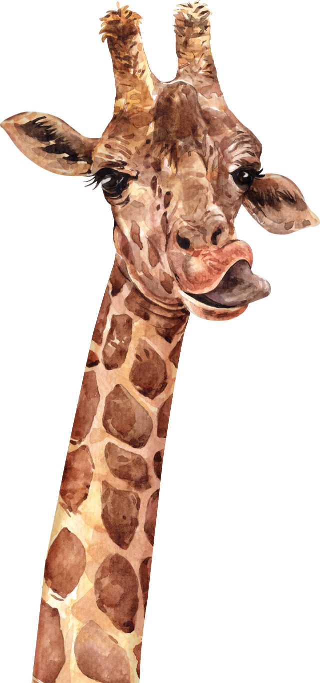 Giraffe PNG    图片编号:103926