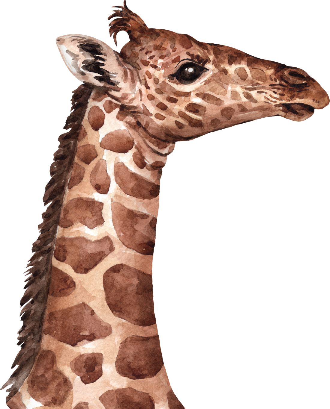 Giraffe PNG    图片编号:103928