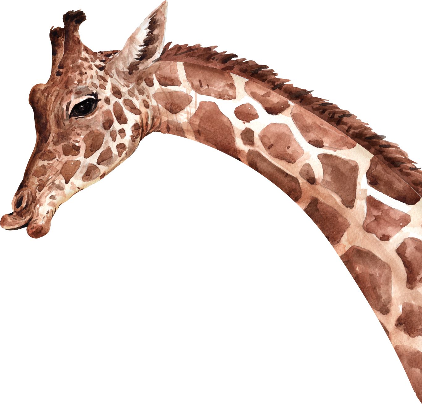 Giraffe PNG    图片编号:103929