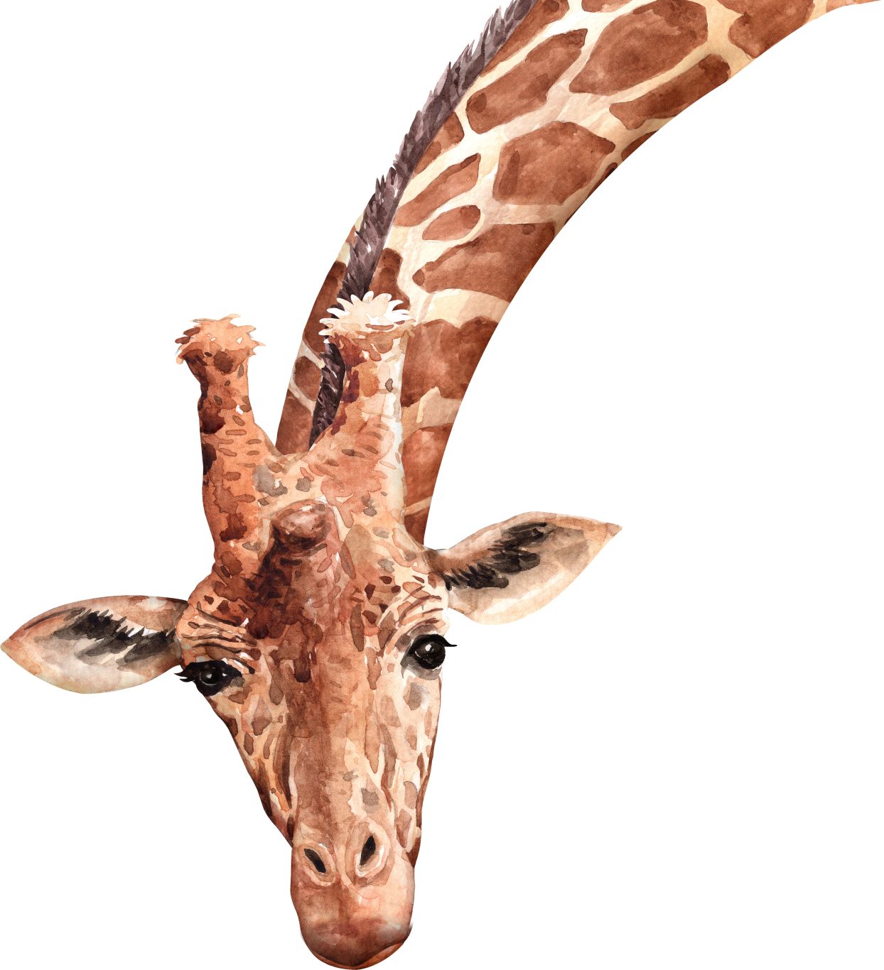 Giraffe PNG    图片编号:103930