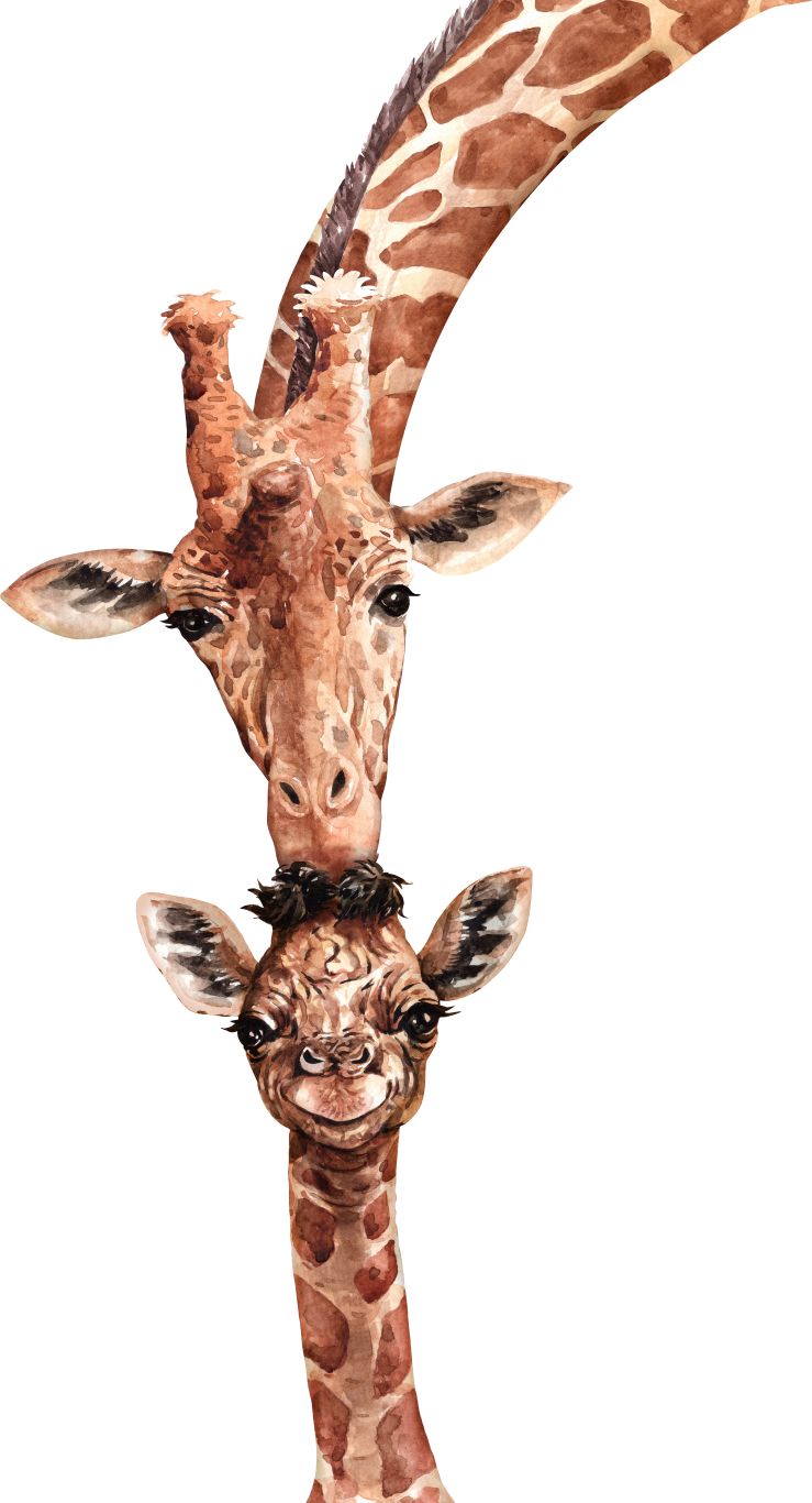 Giraffe PNG    图片编号:103935