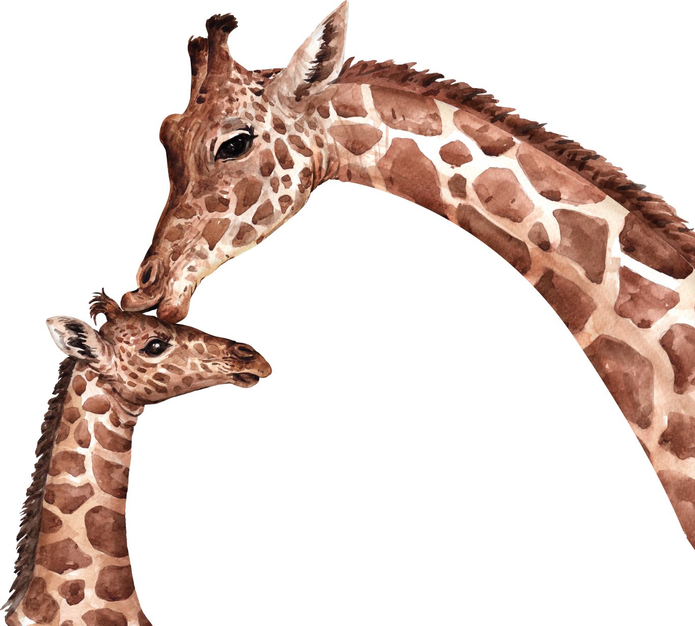 Giraffe PNG    图片编号:103936