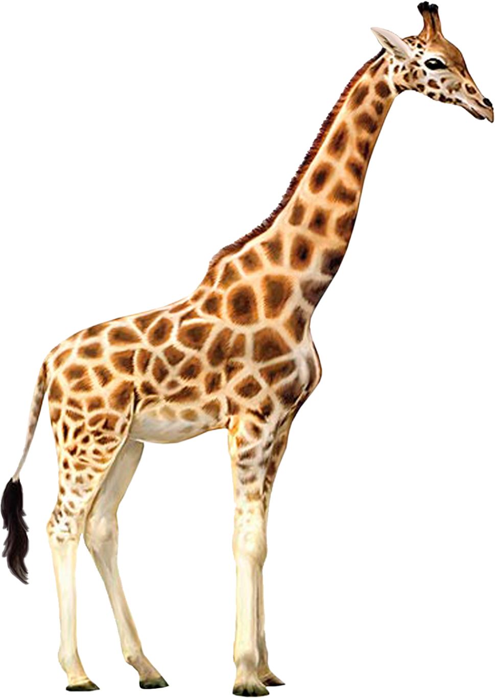 Giraffe PNG    图片编号:13518