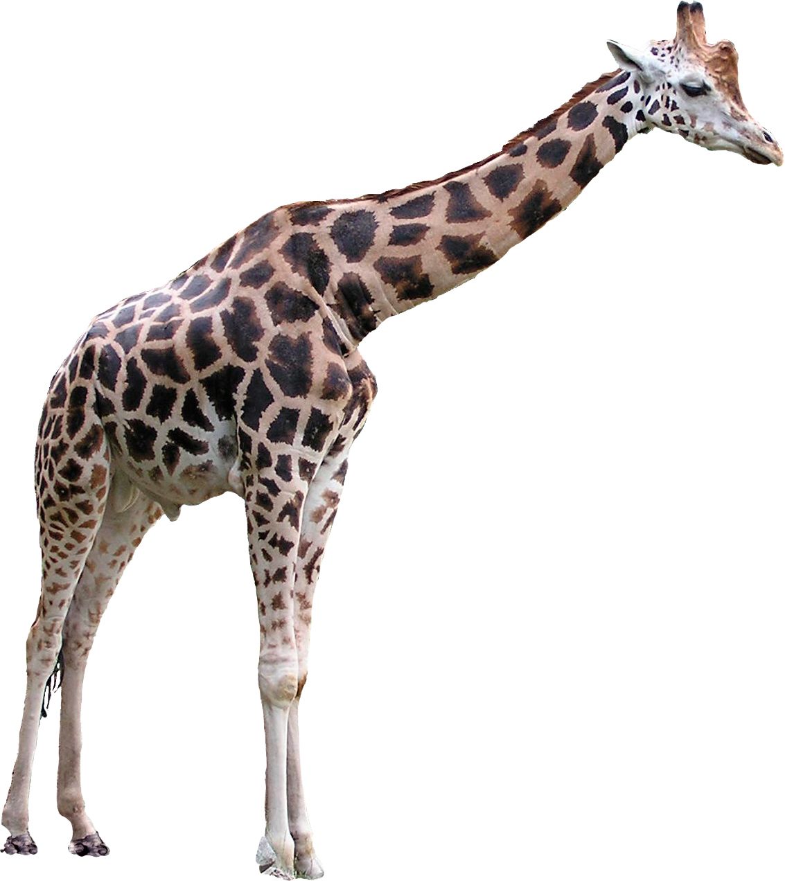 Giraffe PNG    图片编号:13520