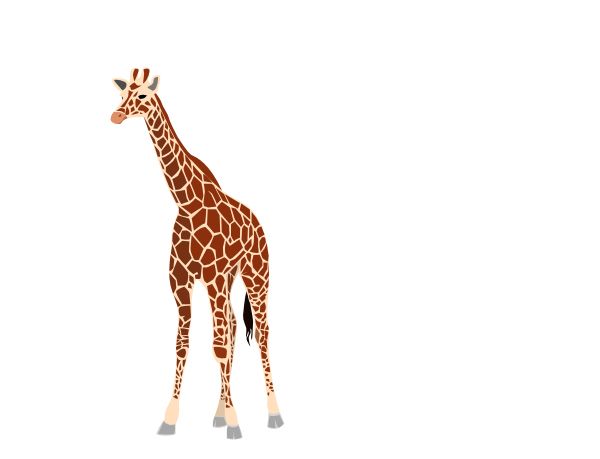 Giraffe PNG    图片编号:13521