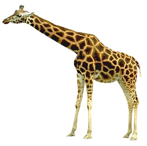 Giraffe PNG    图片编号:13522