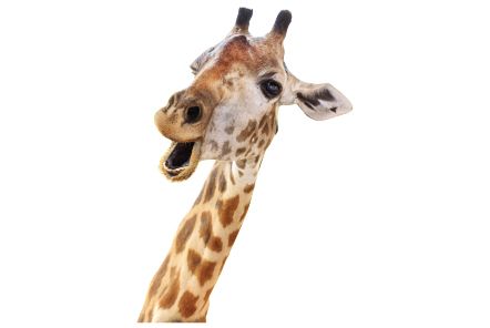 Giraffe PNG    图片编号:13523