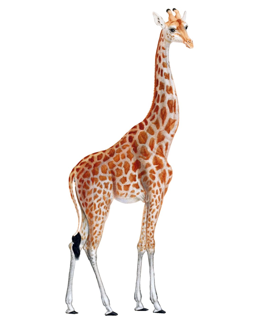 Giraffe PNG    图片编号:13525