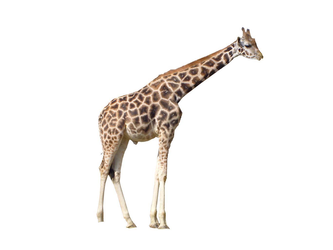 Giraffe PNG    图片编号:13528