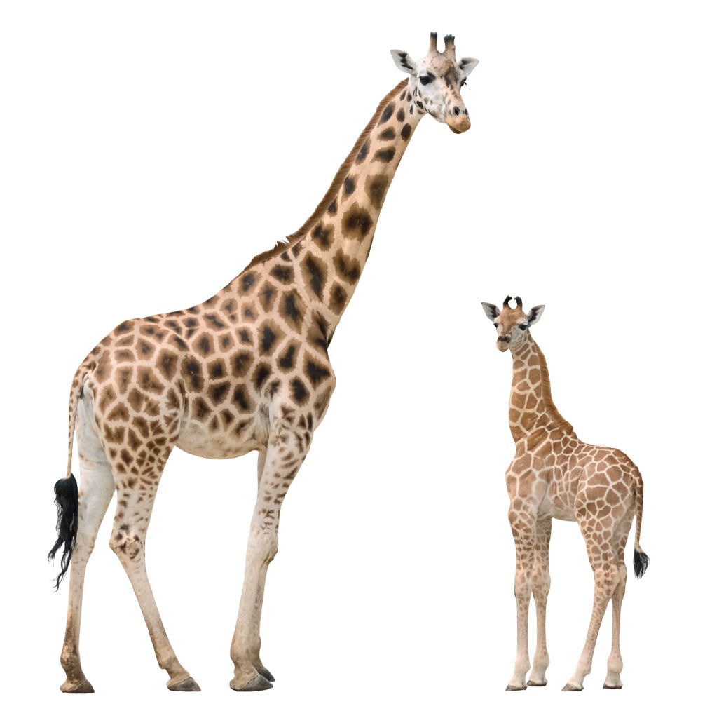 Giraffe PNG    图片编号:13529