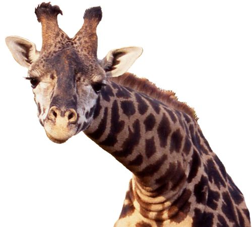Giraffe PNG    图片编号:13530