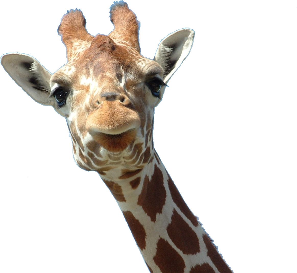 Giraffe PNG    图片编号:13531