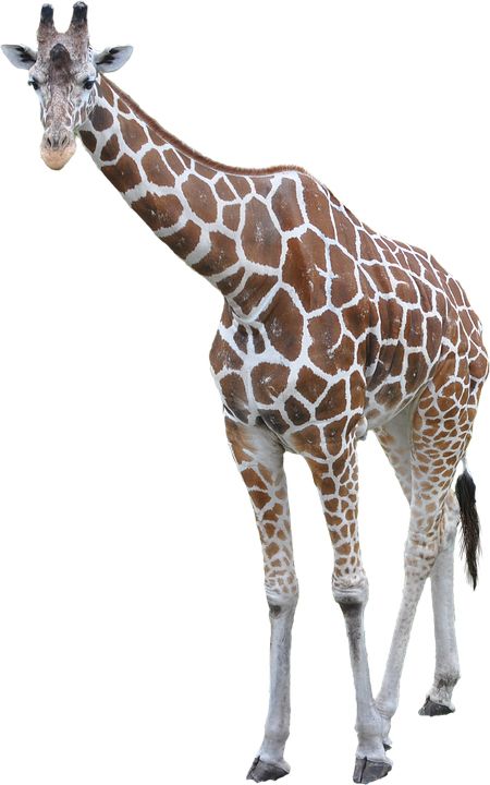 Giraffe PNG    图片编号:13534