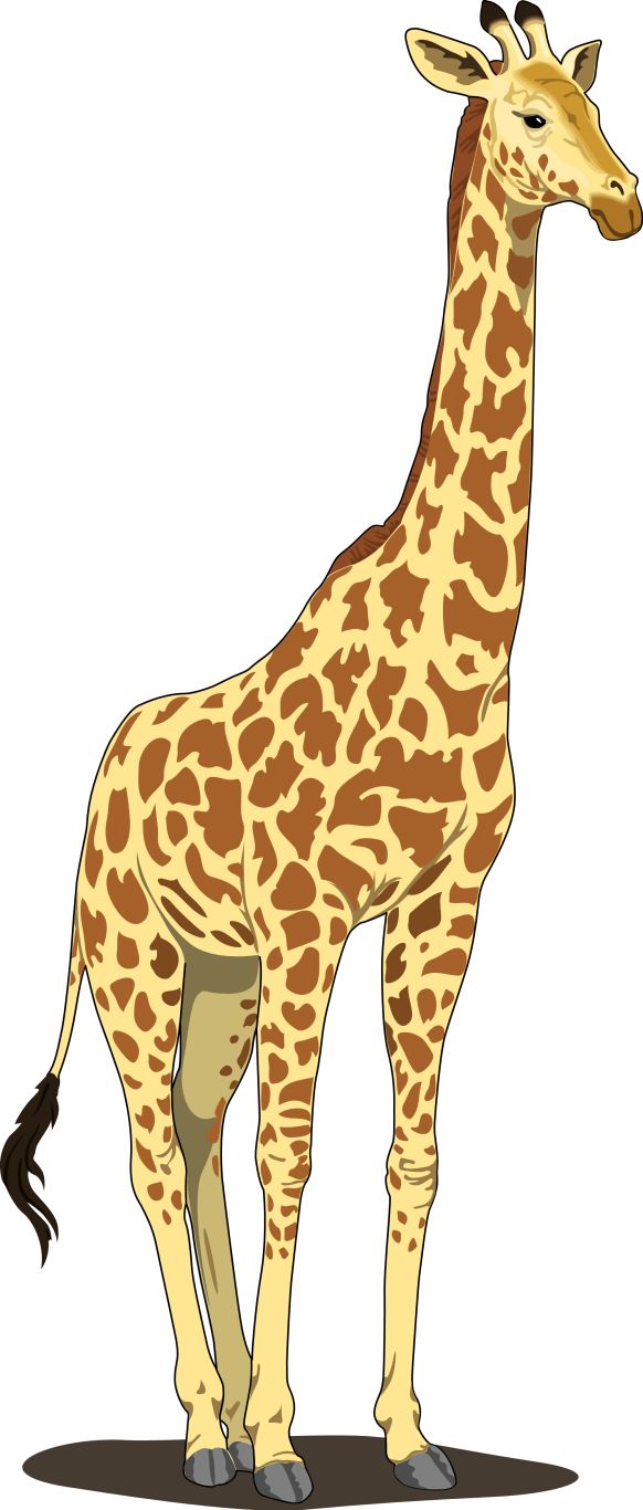 Giraffe PNG    图片编号:13537