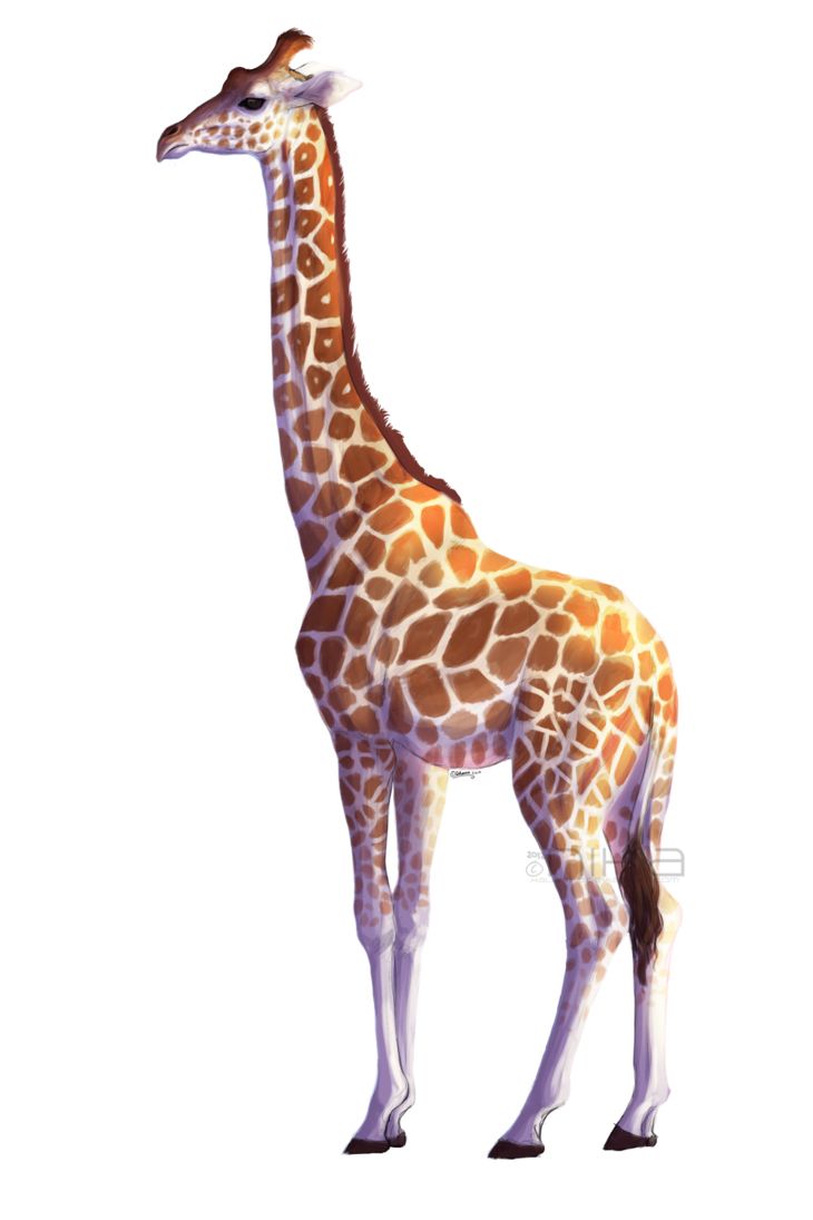 Giraffe PNG    图片编号:13539