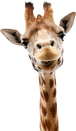 Giraffe PNG    图片编号:13540