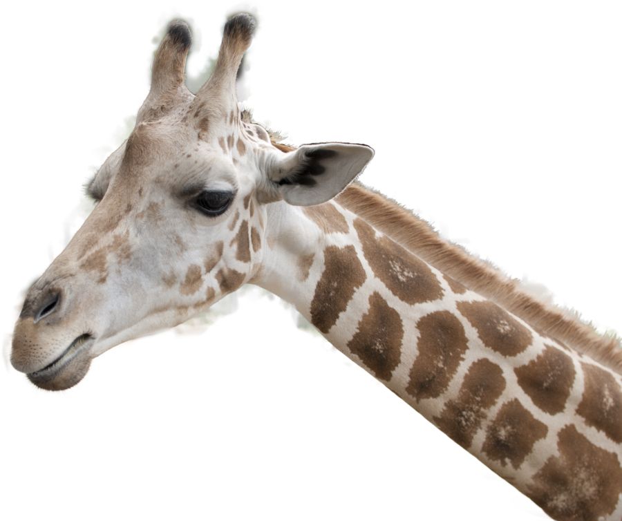 Giraffe PNG    图片编号:13541