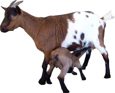 Goat PNG    图片编号:13144