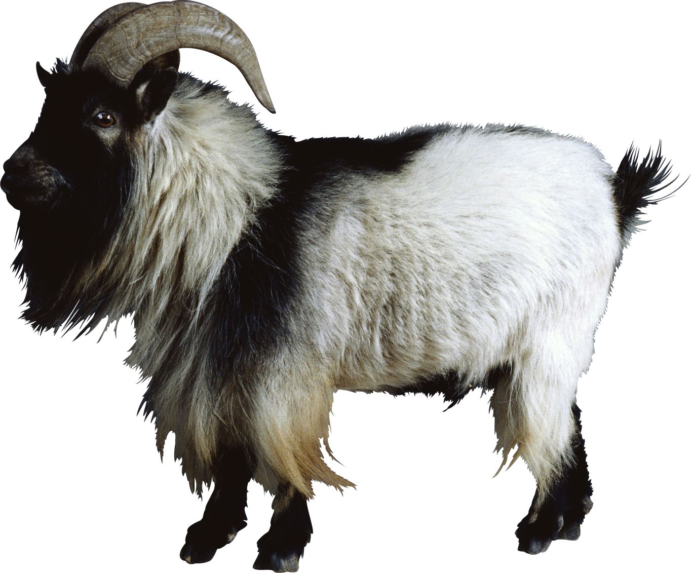 Goat PNG    图片编号:13145