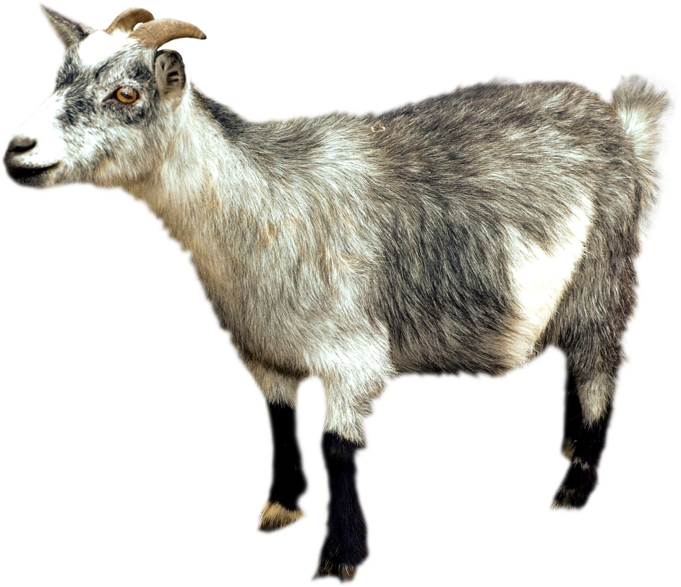 Goat PNG    图片编号:13146