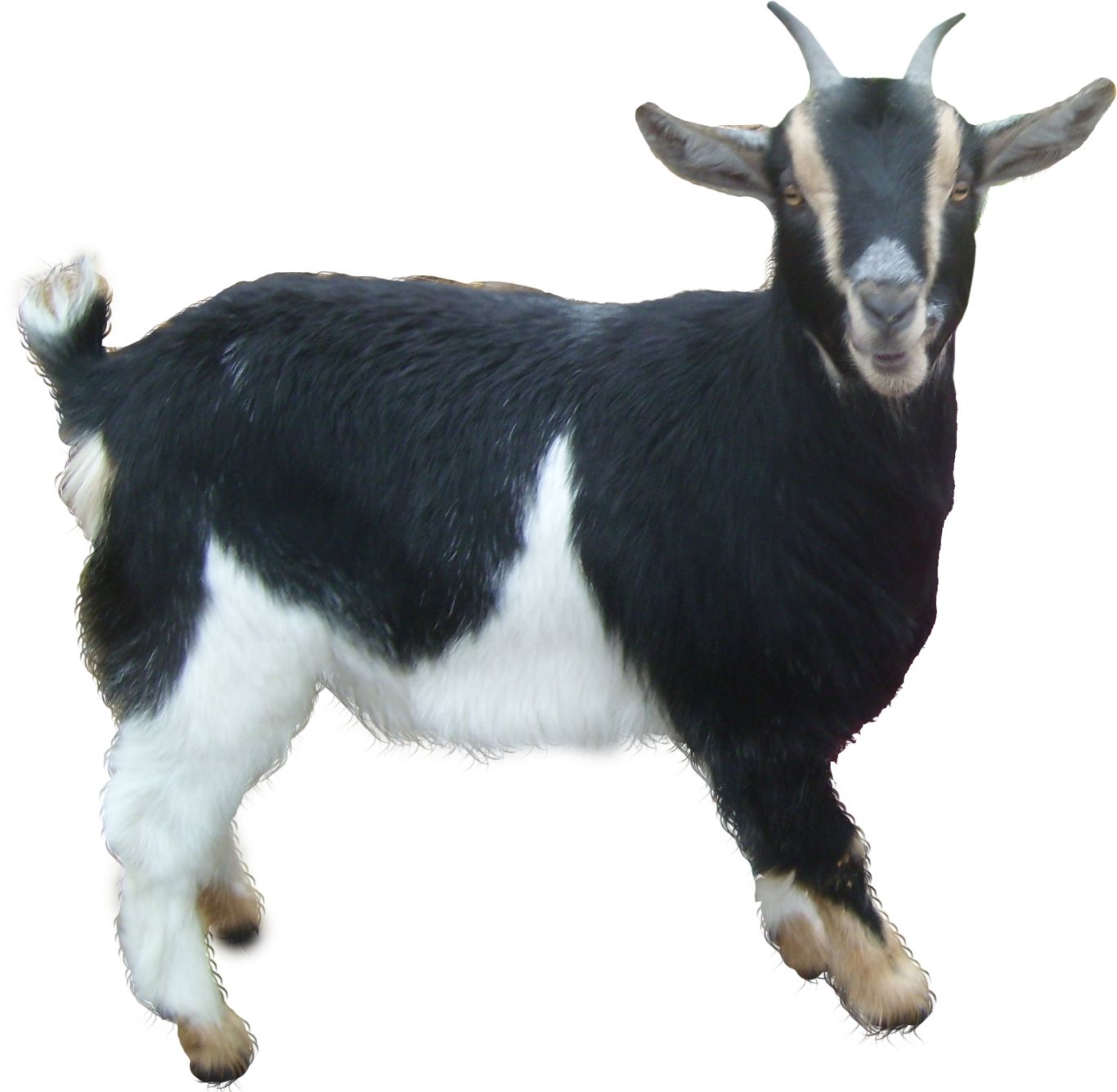 Goat PNG    图片编号:13148