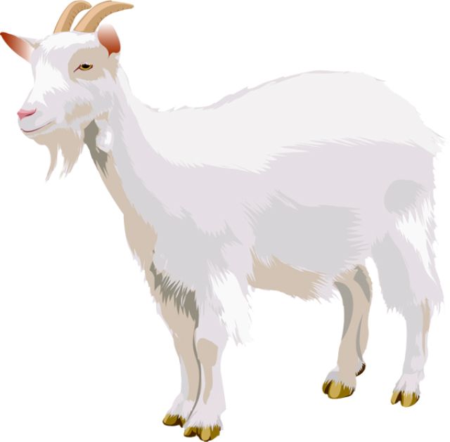 Goat PNG    图片编号:13149