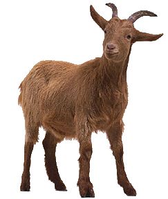 Goat PNG    图片编号:13150