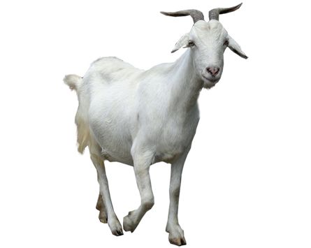 Goat PNG    图片编号:13151