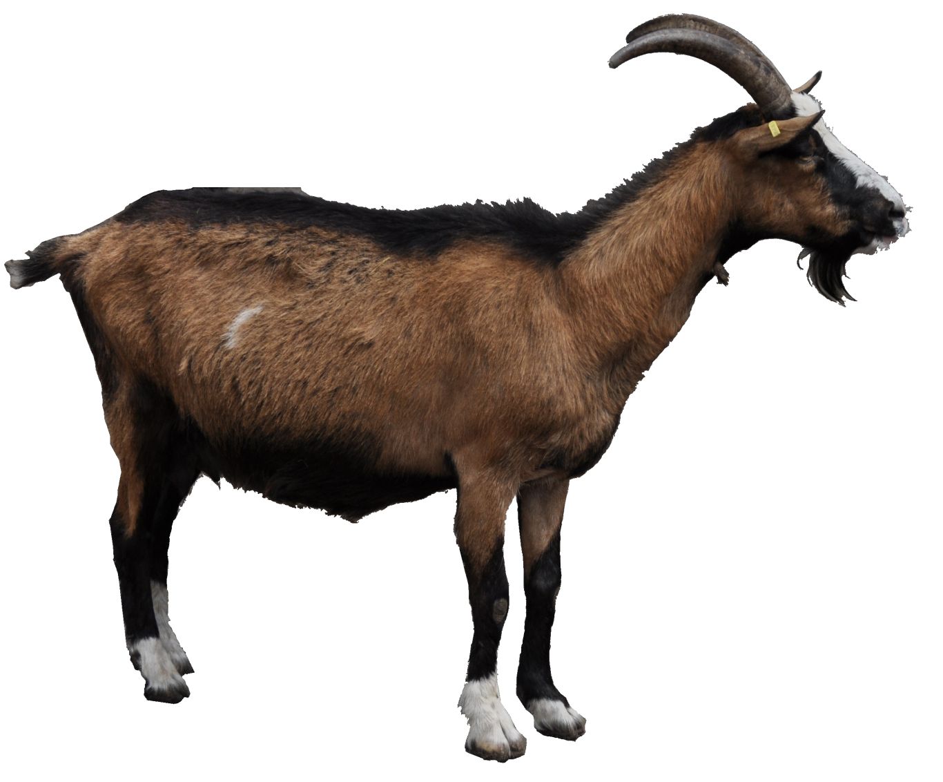 Goat PNG    图片编号:13152