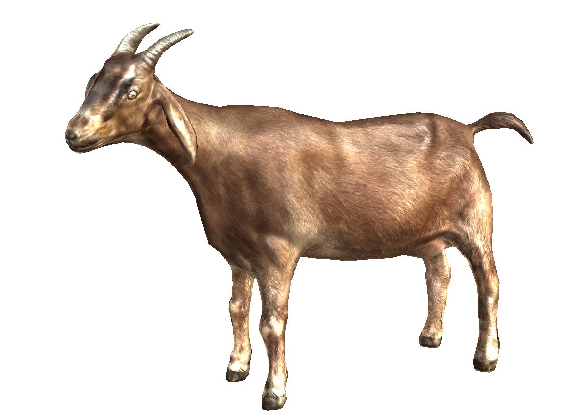 Goat PNG    图片编号:13153