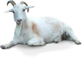 Goat PNG    图片编号:13154