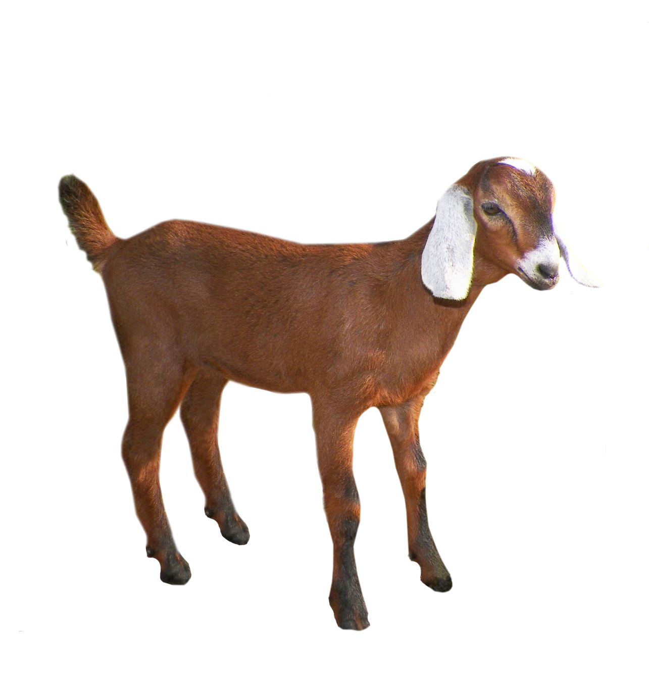 Goat PNG    图片编号:13155