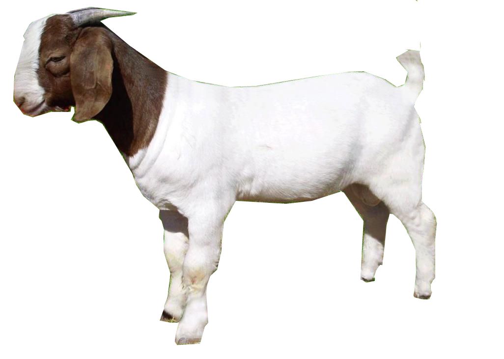 Goat PNG    图片编号:13156